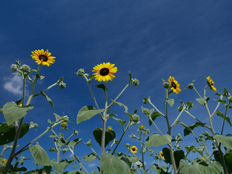 サンフィニティ