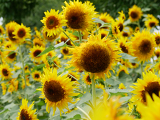 ゴッホのひまわり