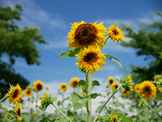 早咲きのヒマワリ