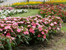 ニューギニア・インパチェンス