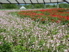 サルビア・コクシネア