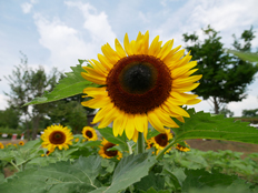 背丈の低いヒマワリ