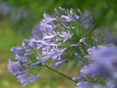アガパンサスの花