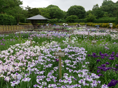 花菖蒲祭りの様子
