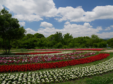 大型テント周辺の花々