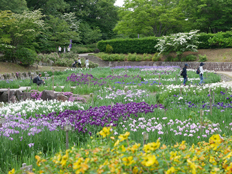 花菖蒲園2