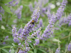 セイヨウニンジンボク