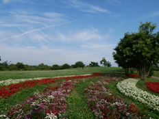 集いの丘の様子