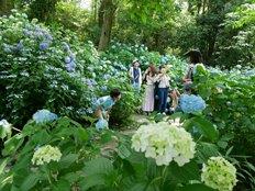 あじさいの小径