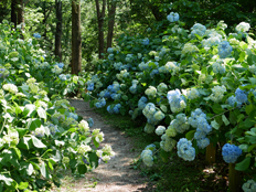 あじさいの様子