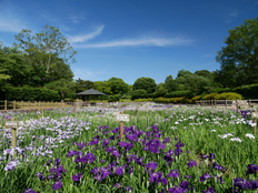 菖蒲園