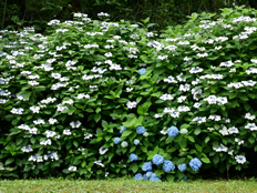 見頃のガクアジサイ