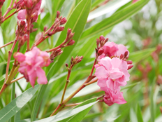 キョウチクトウ