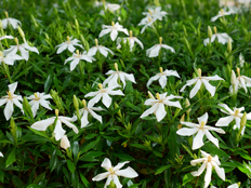 コクチナシの花