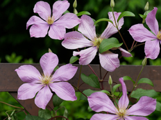 クレマチスの花