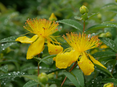 ヒペリカムの花