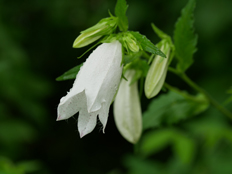 ホタルブクロの白花