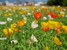 アイスランドポピー