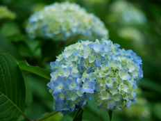 手まり咲きのアジサイ