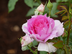 シェエラザード