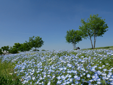 ネモフィラと青空