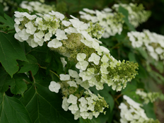 カシワバアジサイ