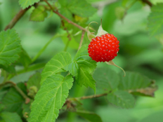 クサイチゴの実