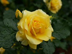 ゴールドバニー