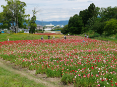 ピンク色のヒナゲシ