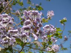 薄紫の大きな花