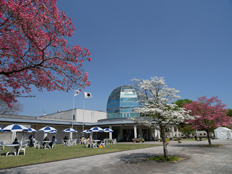 満開のハナミズキ