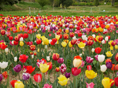 チューリップ畑