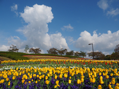 澄んだ青空の写真
