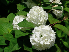 オオデマリの花