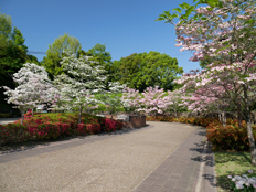 ハナミズキとキリシマツヅジ