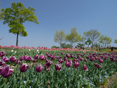 集いの丘のチューリップ