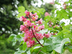 ベニバナトチノキ