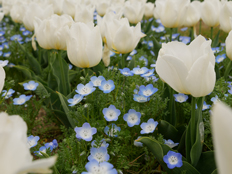 チューリップとネモフィラ