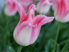 ホーランドチック