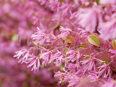 ベニバナトキワマンサク