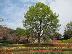 ハナミズキと新緑とチューリップ