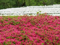 ツツジとチューリップ