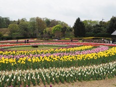 花の道のチューリップ