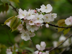 ナラノヤエザクラ