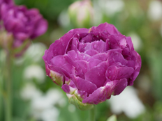 エクスクイジット