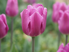 パープルフラグ