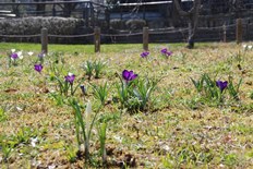 白と紫のクロッカスが咲き始めました