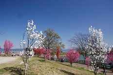 集いの丘のチューリップ