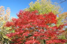 イロハモミジの紅葉5