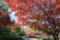 イロハモミジの紅葉4